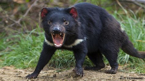 real life tasmanian devil
